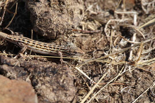 Plancia ëd Psammodromus occidentalis Fitze, Gonzalez-jimena, San-jose, San Mauro & Zardoya 2012