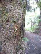 Image of Giraffe weevil