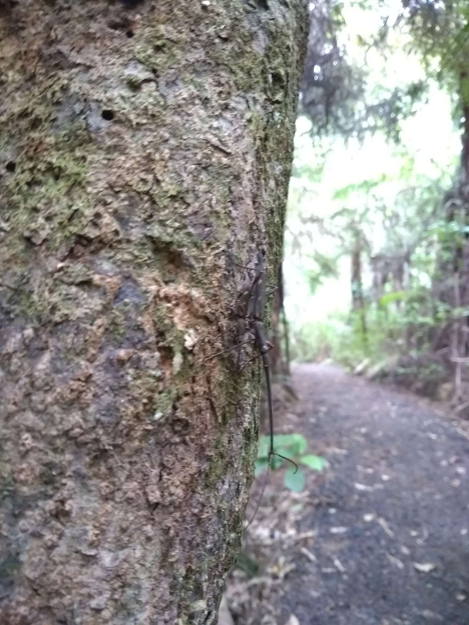 Image of Giraffe weevil