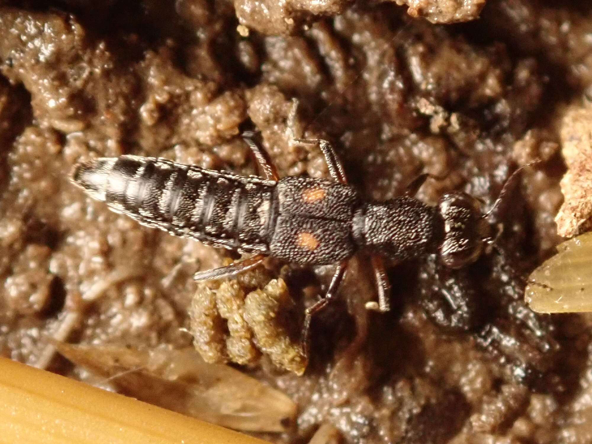 Stenus (Stenus) bimaculatus Gyllenhal 1810 resmi