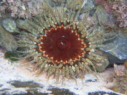 Image of Sand anemone