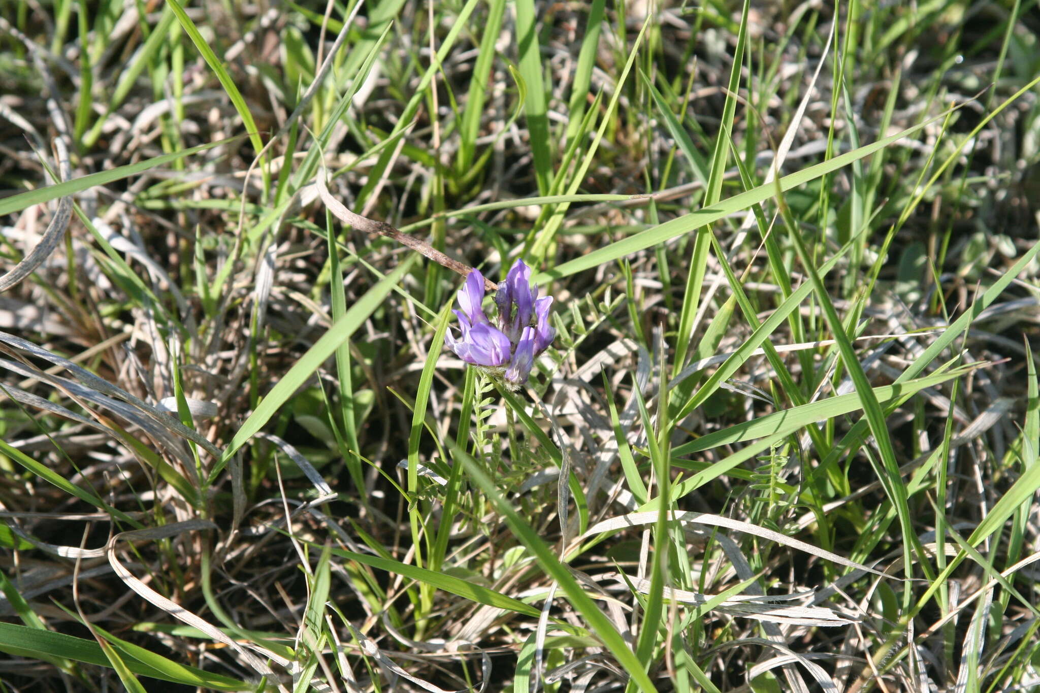 Слика од Astragalus agrestis Douglas ex Hook.