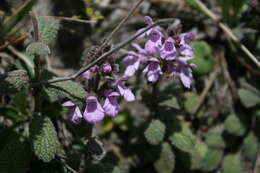 Image of Stachys elliptica Kunth