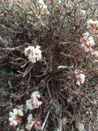 Image of Yavapai County buckwheat