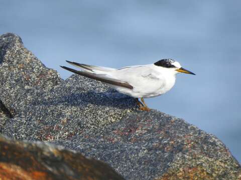 Image of Saunders's tern