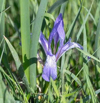 Plancia ëd Iris biglumis Vahl