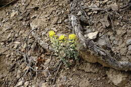 Sivun Alyssum calycocarpum Rupr. kuva