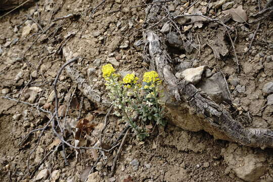 Image of Alyssum calycocarpum Rupr.