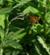 Image of <i>Boloria oscarus</i>