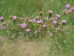 Imagem de Argyrella phaeotricha (Hochst.) Naud.