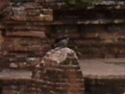 Image of Burmese Collared Dove