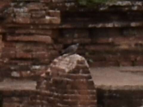 Image of Burmese Collared Dove