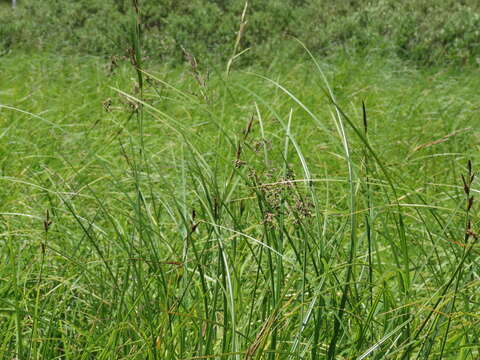 Sivun Scirpus atrocinctus Fernald kuva