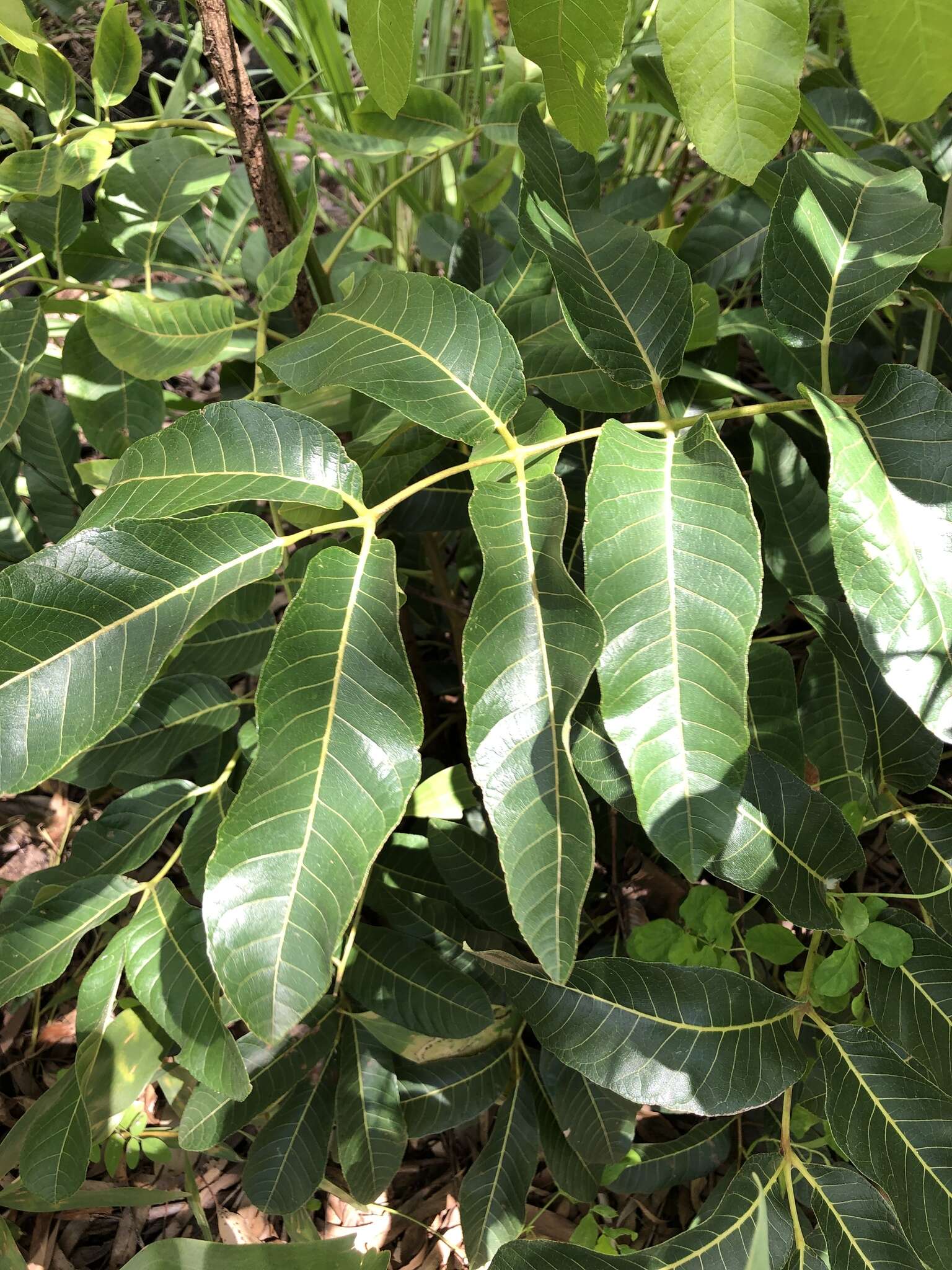 Image of island white beech