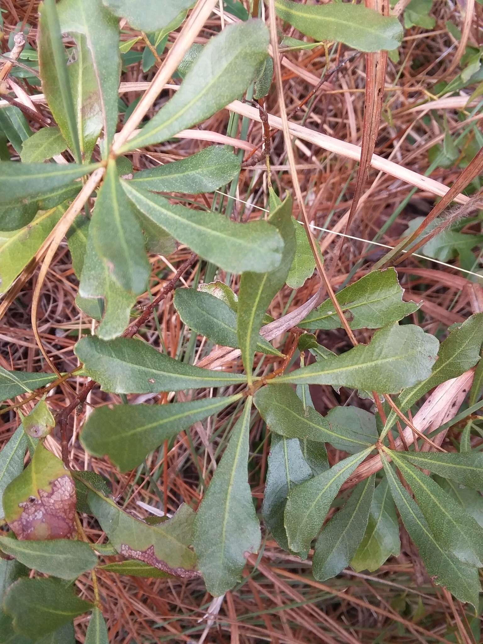 Image of wax myrtle