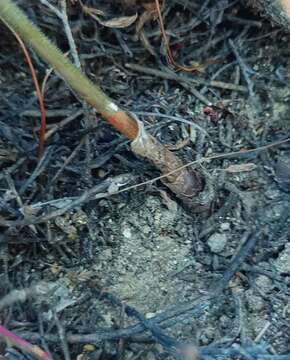 Image of Albuca acuminata Baker