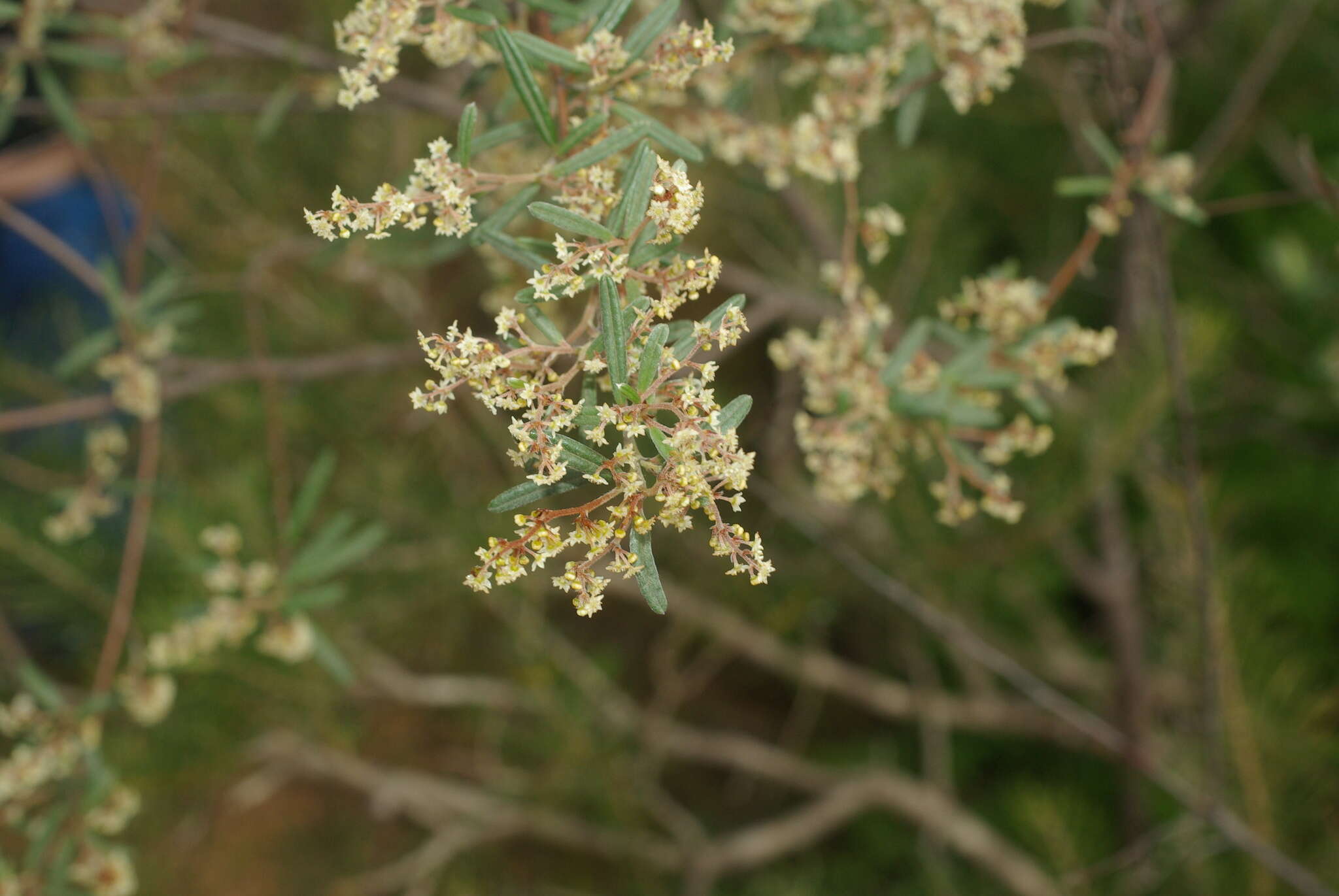 Image of Trymalium ledifolium Fenzl