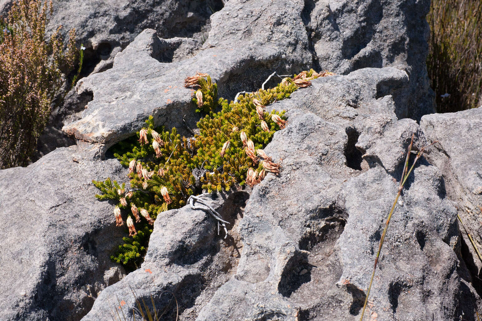 Image of Erica banksia subsp. banksia