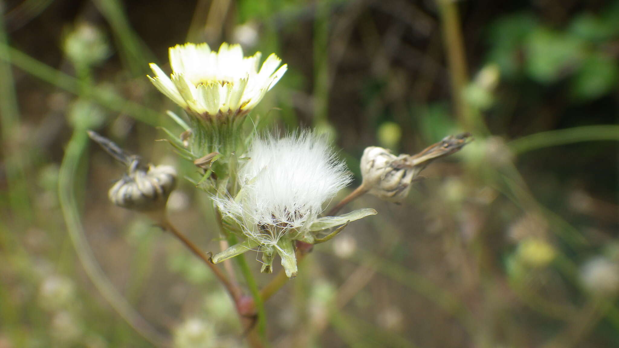 Imagem de Tolpis umbellata Bert.