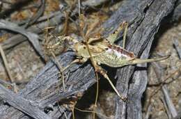 Image of Aglaothorax ovata gigantea (Rentz, D. C. F. & Birchim 1968)