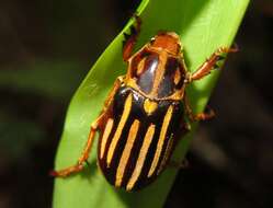 Image of Ancistrosoma klugii Curtis 1835