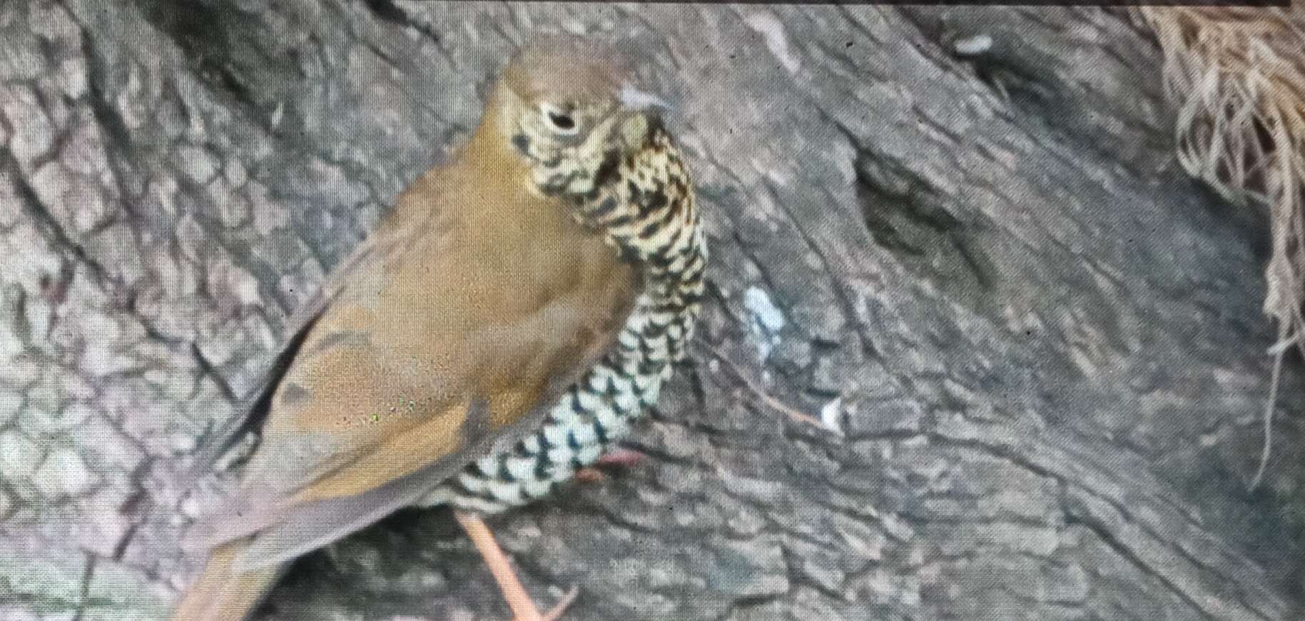 Image of Plain-backed Thrush