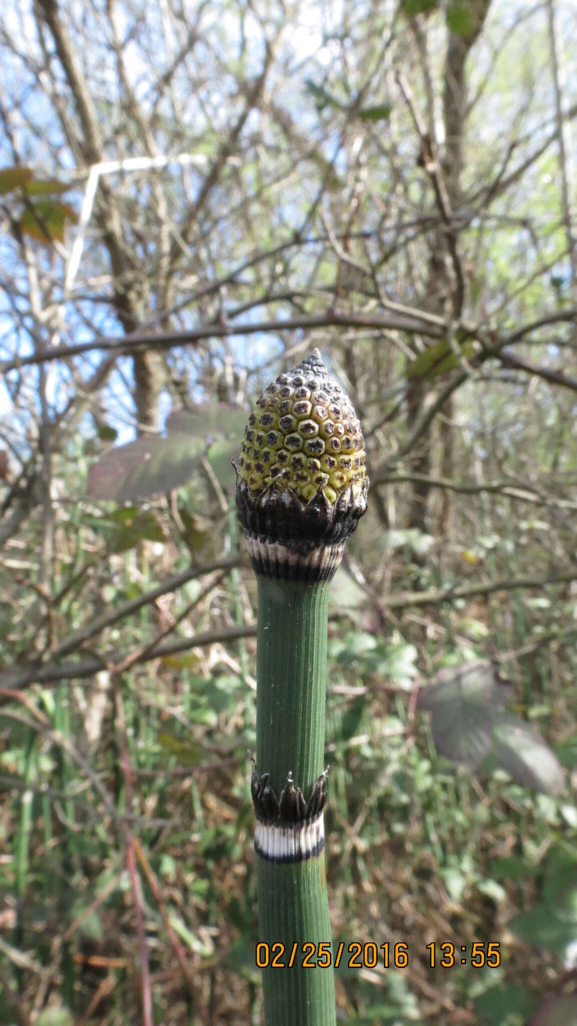 Image of Common Scouring-Rush