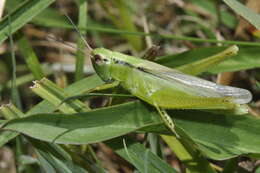 Plancia ëd Mecostethus parapleurus (Hagenbach 1822)