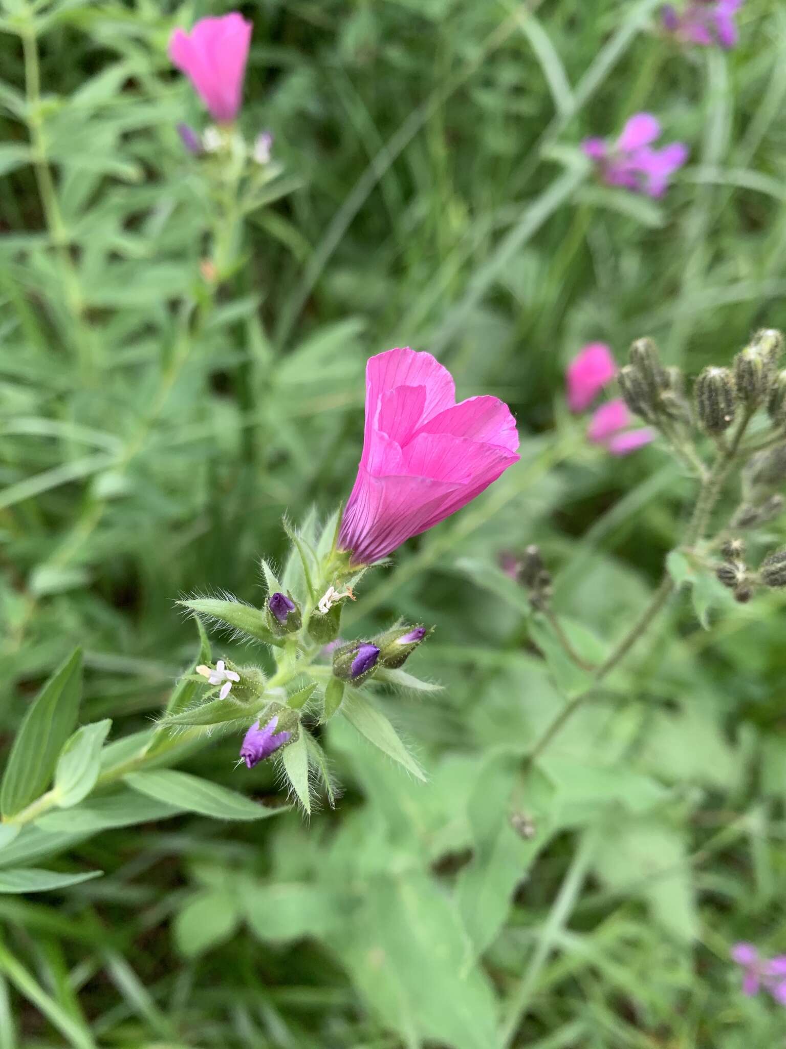 Image of Linum hypericifolium Salisb.