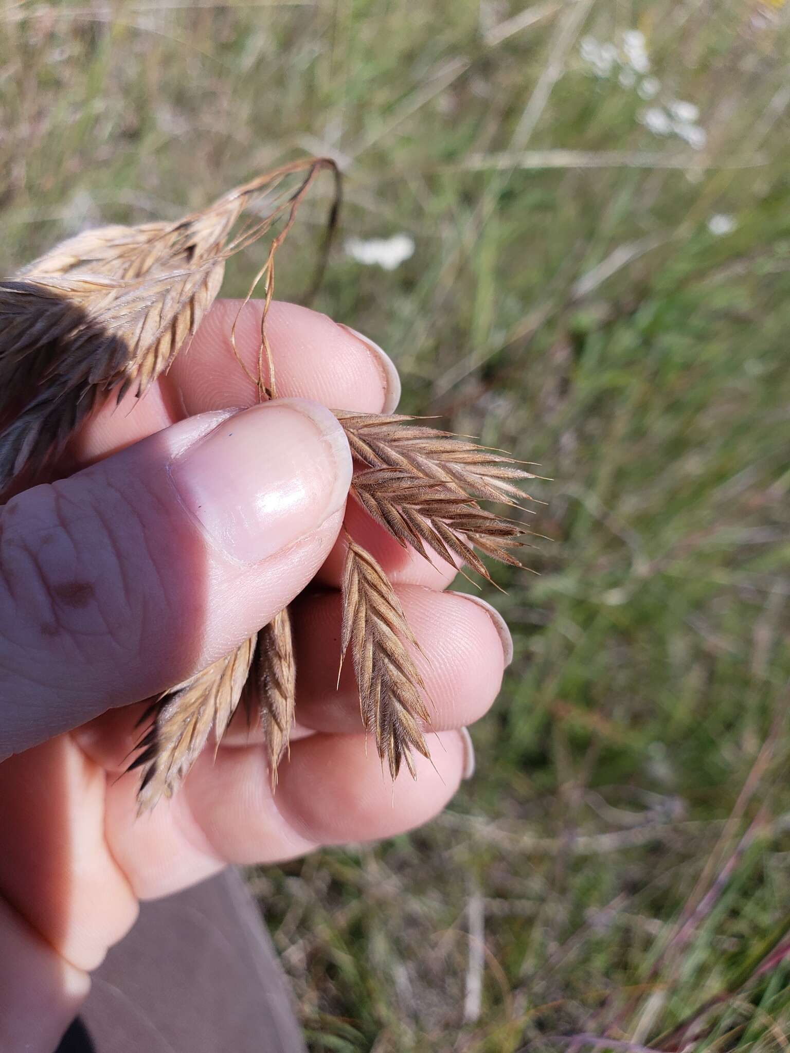 Image of arctic brome