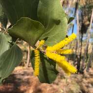 Image of Acacia dimidiata Benth.