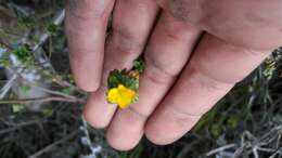 Imagem de Chaetolepis microphylla (Bonpl.) Miq.