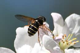 صورة Sericomyia nigra Portschinsky 1873