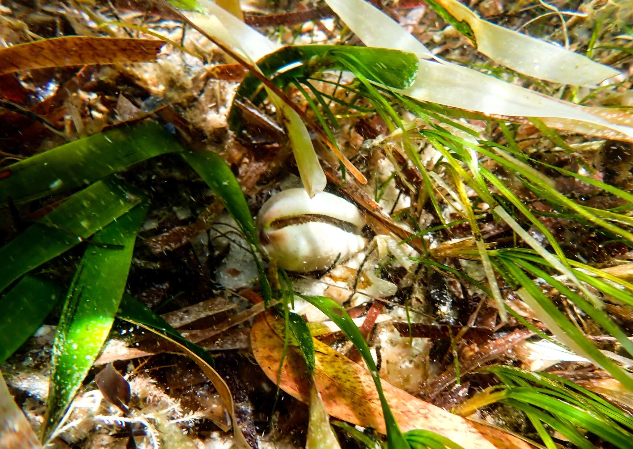 Image of Notocypraea piperita (Gray 1825)