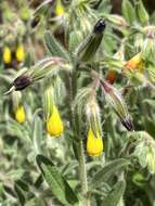 Imagem de Onosma frutescens Lam.