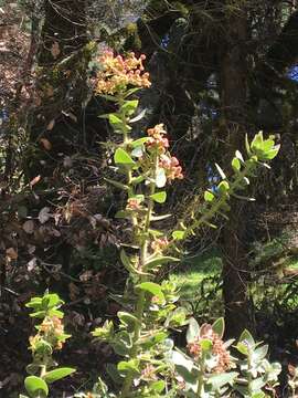 Image of Kings Mountain manzanita