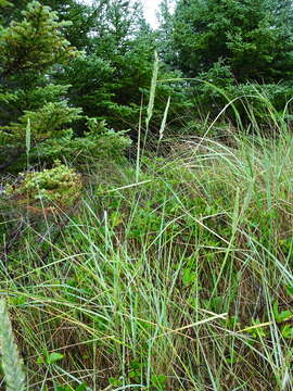 Image of Tick Quack Grass