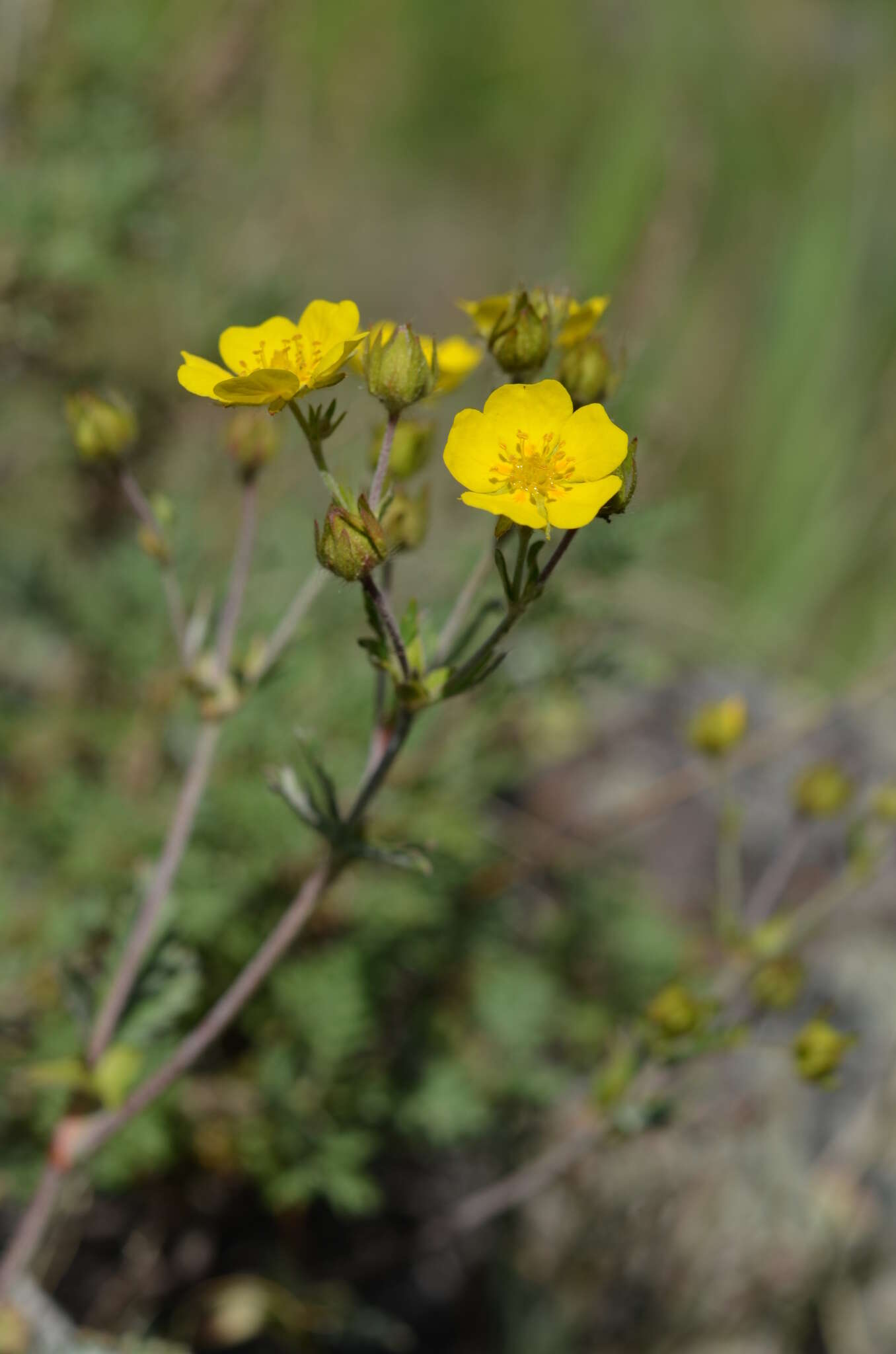 Image of Potentilla nervosa Juz.