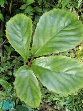 Image of chestnut vine