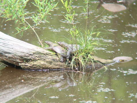 Image of Northern Chinese softshell turtle