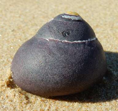 Image of pink-lipped topshell