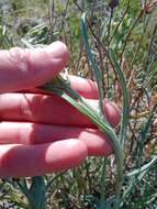 Senecio macrocarpus F. Müll. ex R. O. Belcher resmi