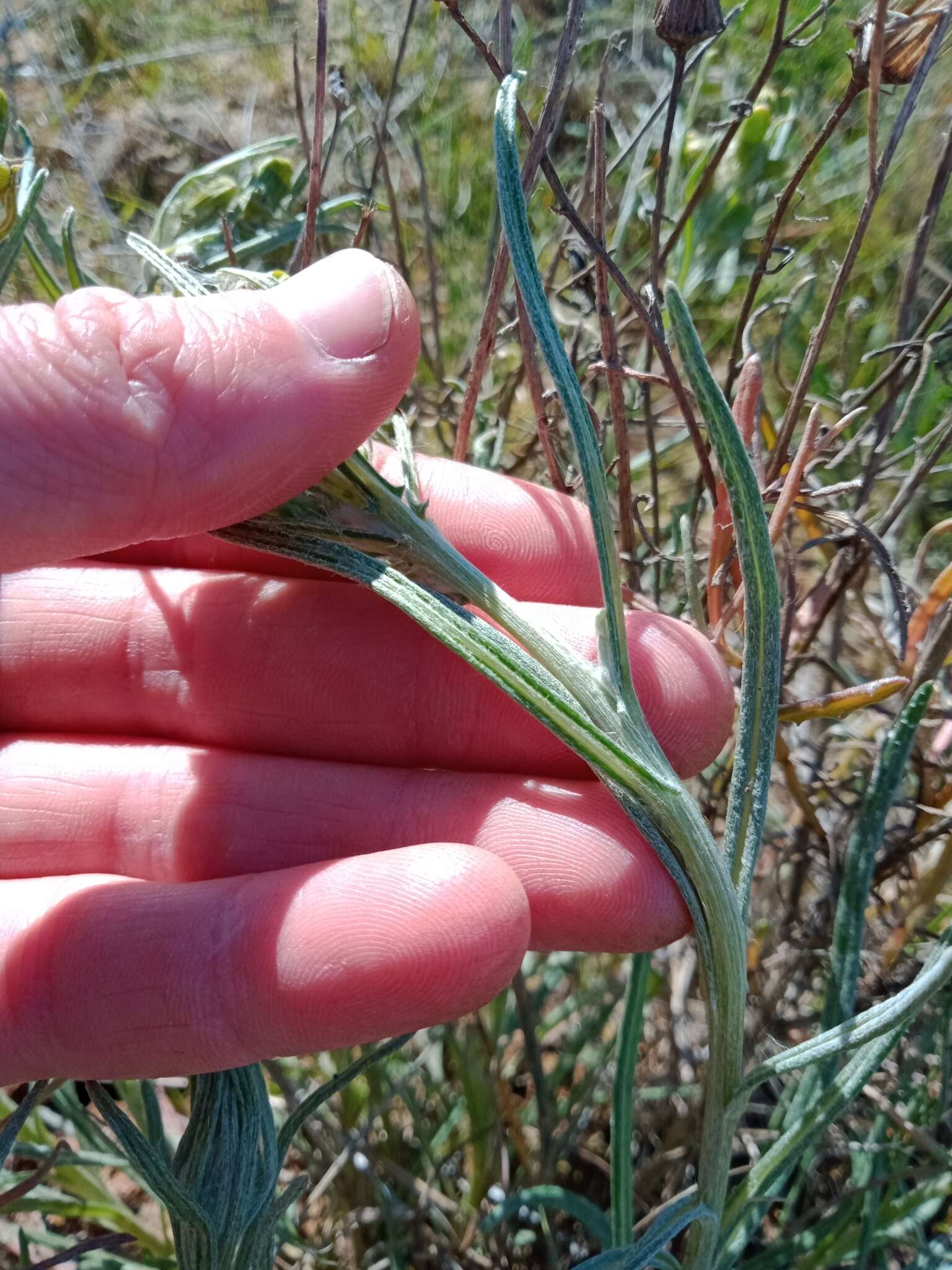 Plancia ëd Senecio macrocarpus F. Müll. ex R. O. Belcher