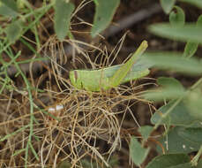 Heteracris pterosticha (Fischer von Waldheim 1833)的圖片