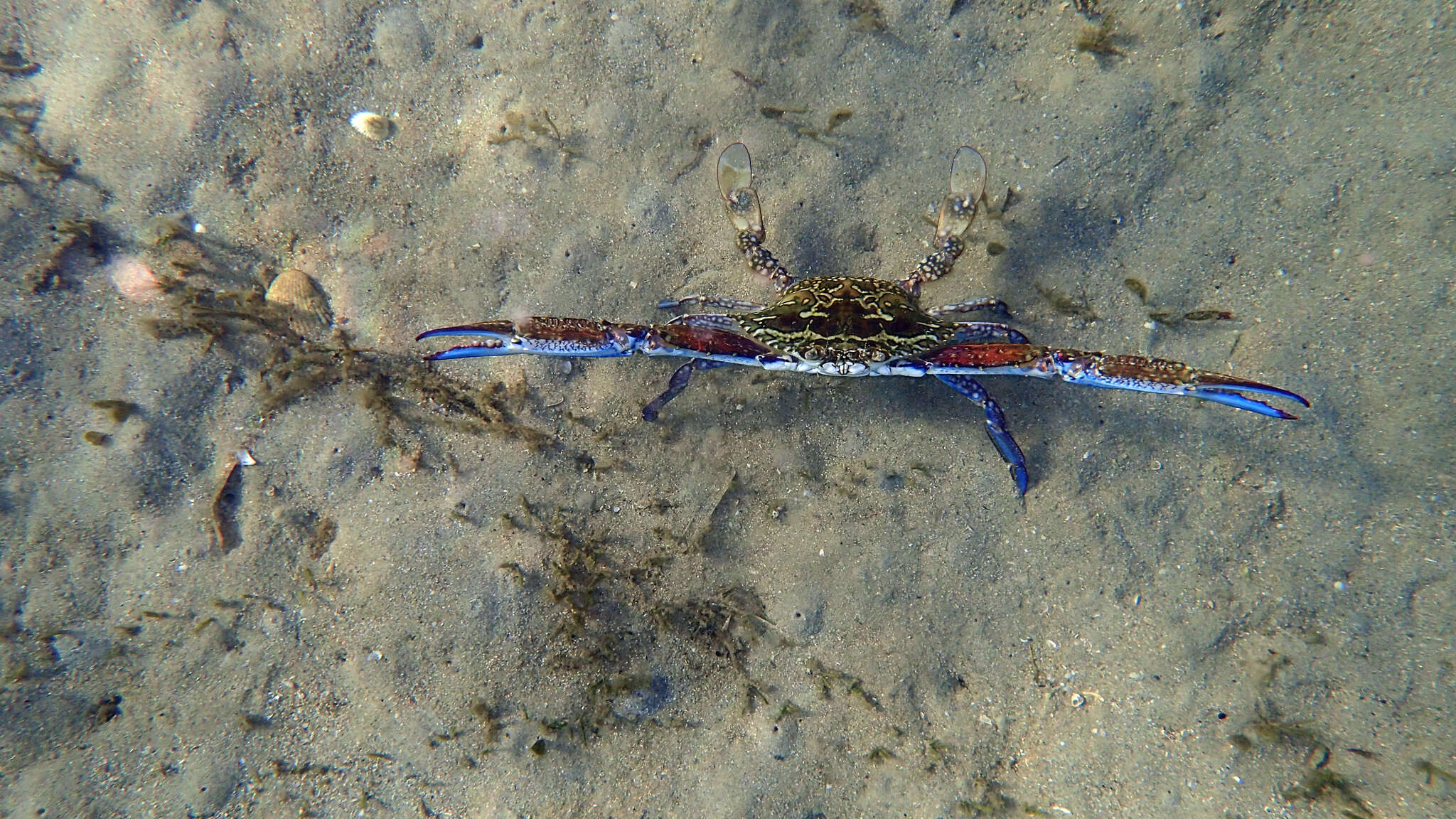 Image of Blue swimmer crab