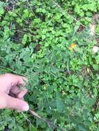 Image of Texas Indian mallow