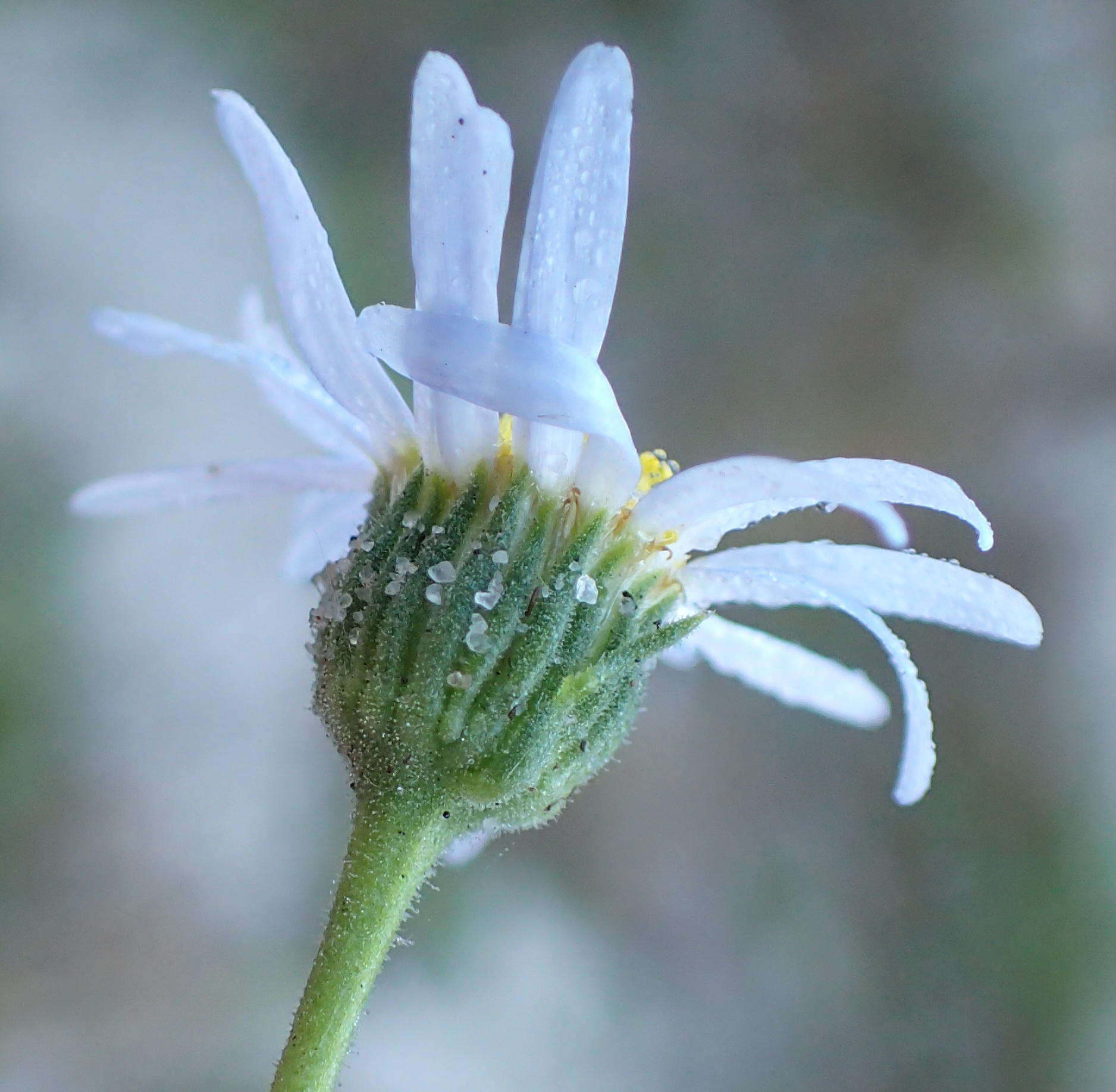 Image de Felicia amoena subsp. latifolia Grau