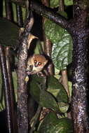 Image of Brown Mouse Lemur