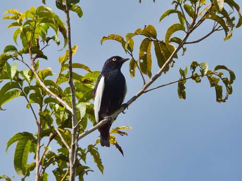 Image of White-winged Cotinga