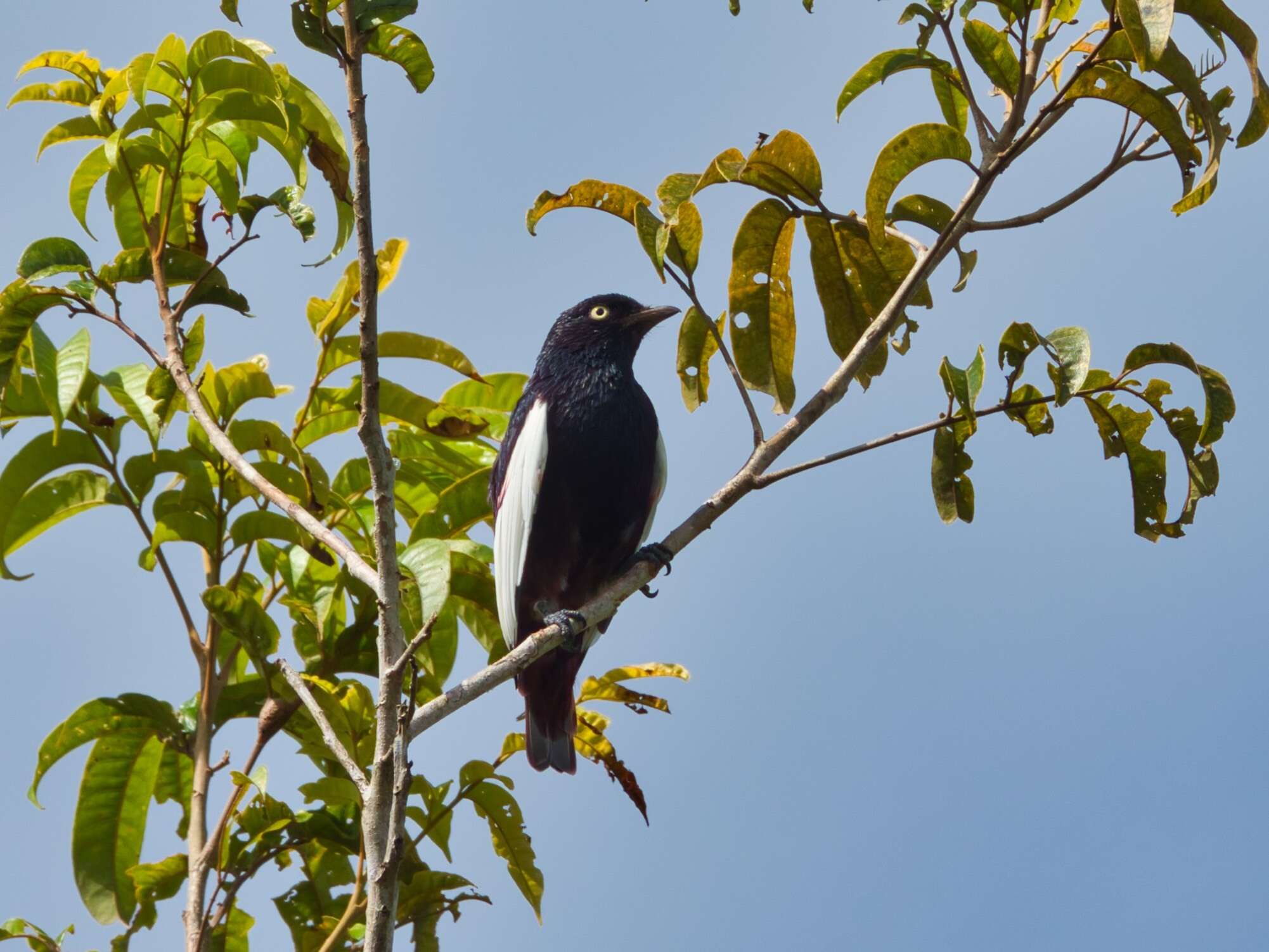 Plancia ëd Xipholena atropurpurea (zu Wied-Neuwied 1820)